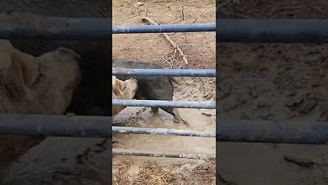 Kevin the pig finally getting his groove on. #homesteading #pig #ipp #kunekune