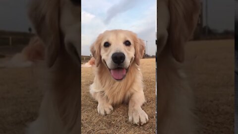 Sonrisa de perros