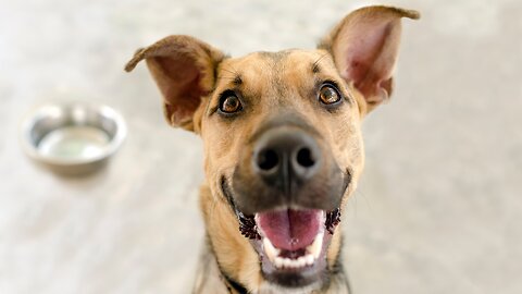 Hey Bit*h Can I Have A Snack ? #funnydogs #funnydogvideos