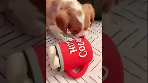 Just a bunch of bouncing bundles of fur filled with Cavalier King Charles Spaniels puppies