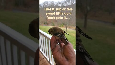 gold finch I rescued and released #fyp #foryoupage #foryou #birds #nature #wildlife #wild #usa