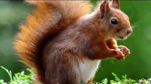 Woman uses sunflower seeds to attract red squirrel