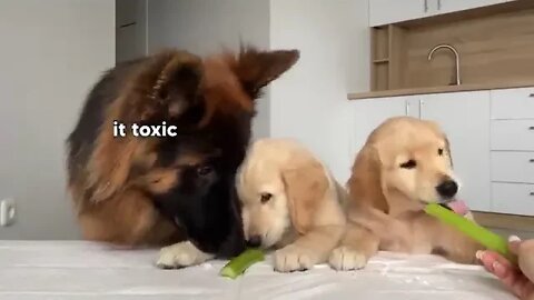 German Shepherd Reviews Food With Puppies