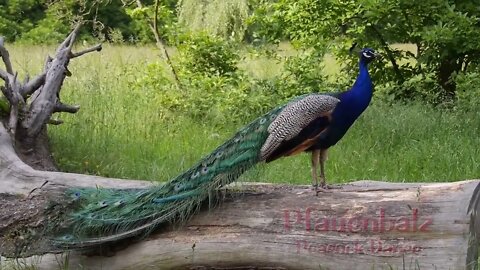 Peacock Dance Complete 2:20 & Screams High Quality HD, Pfau schlägt Rad , by Ute Neumerkel-1