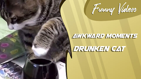 Drunken Cat - Awkward Moment