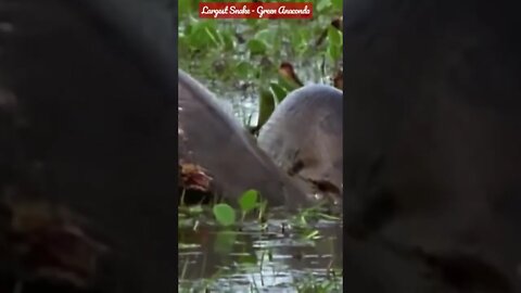 The World's Largest Snake - The Green Anaconda