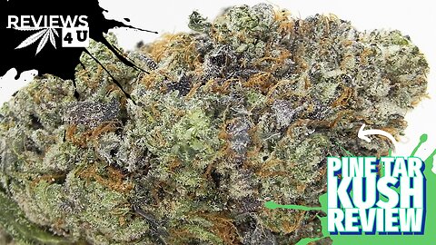 PINE TAR KUSH (CRAFT AAAA) STRAIN REVIEW | REVIEWS 4 U