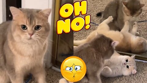 Adorable Kitten and Cat Activities that Will Make You Smile Every Day (Part 6)