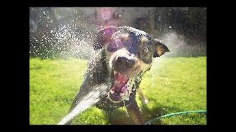 Funny Dogs Playing With Water