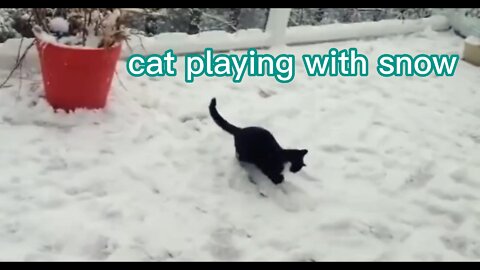 cat playing with snow