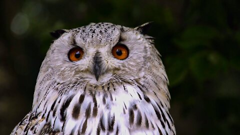 Owl in Slow Motion HD Video - Stunning