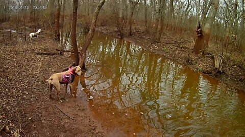 Oklahoma deep fork wma hog hunt with dogs and ar's 2020 dogo argentino and Rhodesian ridgeback