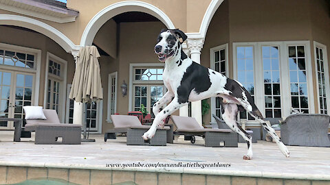 Excited Great Dane Puppy Runs Around the Pool