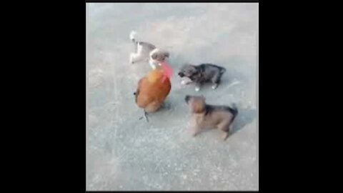 Chicken VS Dog Fight