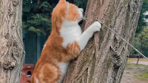 cute cat plays over tree