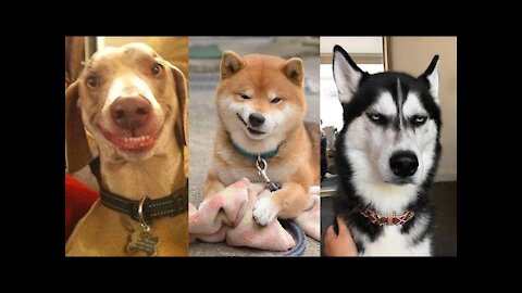 🤣Funny Dog Videos 2020🤣 🐶 It's time to LAUGH with Dog's life