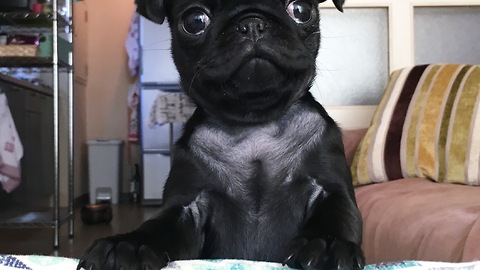 Pug knocks item off desk just like a cat