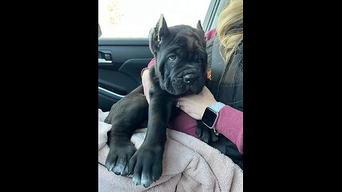 Cane Corso AKC pups Available WARHAMMER Cane Corso