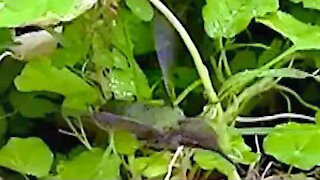 IECV NV #255 - 👀 Mini Clip Of A Hummingbird 8-2-2016