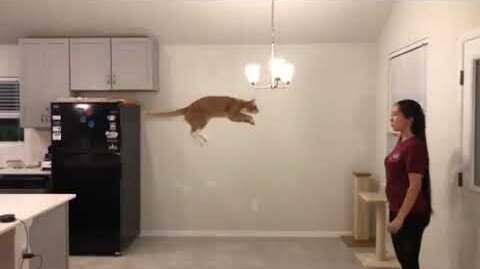 cat takes a huge leap into owners arms