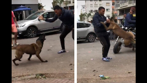 He’s fighting with a dog 🐕