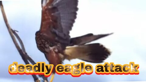 unexpected eagle attack