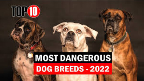 Top 10 Most Dangerous Dog Breeds in 2022| MUK Top 10