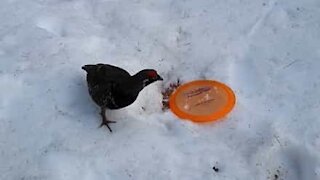 Cet homme se fait traquer par un oiseau en colère