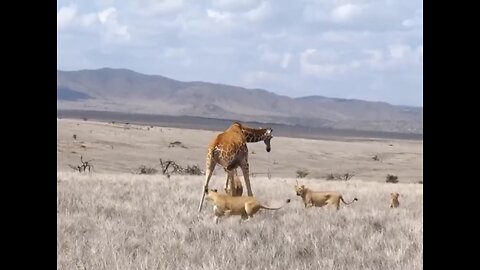 Giraffe 🦒 fight with lion 🦁