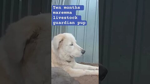 Livestock guardian pup. Maremma