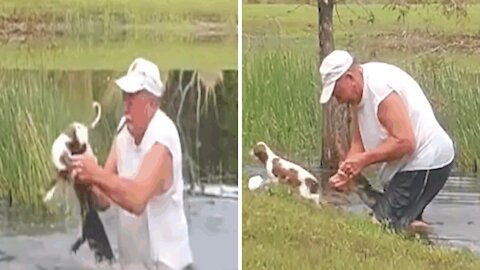 A man saves his puppy from the jaws of an alligator.