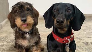 Dachshund torpedos itself into other dog!