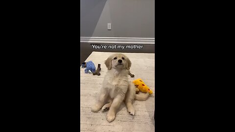 puppy talking