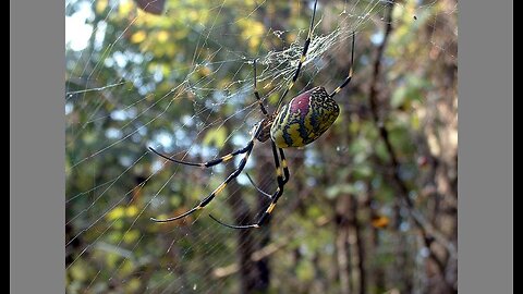 New York Faces Invasion of Hand-Sized Flying Spiders - but They Should't Worry