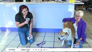 Pet of the Week & hot car safety at Gulf Coast Humane Society