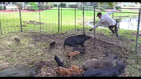 Trapping Wild Hogs In Florida / Cajun Stir Fry (Catch*Clean*Cook)