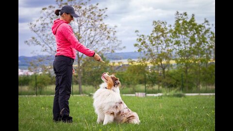 Basic Dog Training Top 10 - most important commands evey dog should know