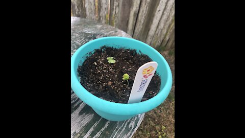 Gardening Journey- Ep. 4: One Week or Less Growth Winners