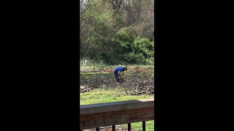 Cutting the tree