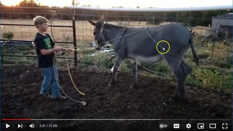 Incorrect Horse Training - Causing & Creating Frustration In Horse Will Cause Blow Ups & Hurt Horses