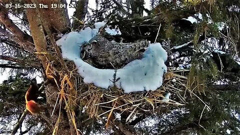 Squirrel Plays Peek-a-Boo With Ellie 🦉 03/16/23 19:03