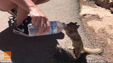 Squirrel begs for water bottle and goes viral (Squirrel asking for water)