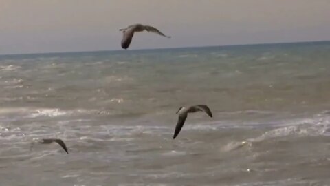 Ocean Waves & Seagulls - Relaxing (Okyanus Sesi)