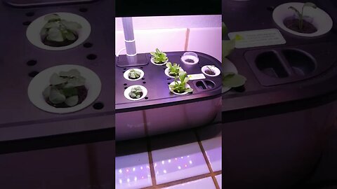 Letpot Hydroponic Growth Update And Giveaway Coming Soon!