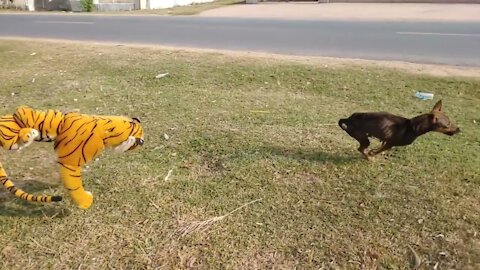 Fake Pranks dog So Funny Pranks 2021 Fake Tiger prank Lion prank latest Tiger prank