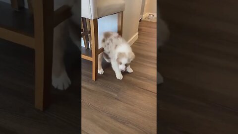 Adorable Puppy vs. Furniture: Who Will Win?