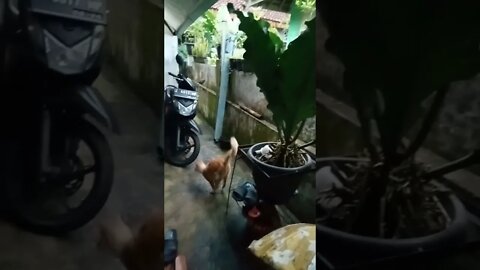 Hiburan dulu.....#shortvideo #country cat#Temen Kucing viral bulu merah