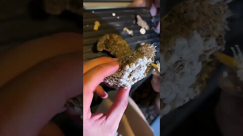 Taking Apart A Hornets Nest