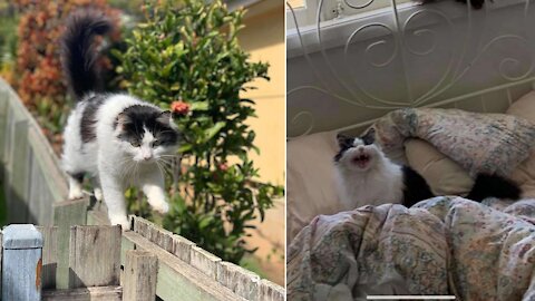 Cat Is Not Happy When A Bird Flies Into The House Without His Permission