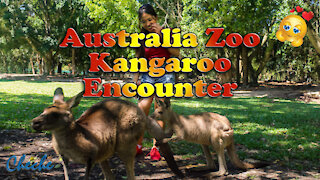 Meet the Kangaroos at Australia Zoo